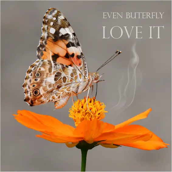Butterfly